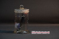 臺灣穿山甲的胚胎藏品圖，第3張