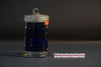 臺灣穿山甲的胚胎藏品圖，第4張