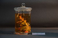 臺灣穿山甲的內部器官(解剖)藏品圖，第1張