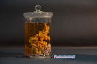 臺灣穿山甲的內部器官(解剖)藏品圖，第2張