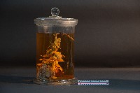 臺灣穿山甲的內部器官(解剖)藏品圖，第3張