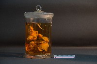 臺灣穿山甲的內部器官(解剖)藏品圖，第4張