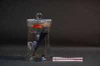 臺灣穿山甲的胎兒在母體內發育過程藏品圖，第2張