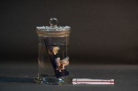 臺灣穿山甲的胎兒在母體內發育過程藏品圖，第4張