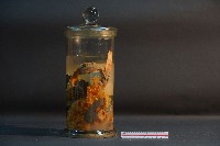臺灣穿山甲的內部器官藏品圖，第2張