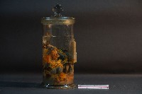 臺灣穿山甲的內部器官藏品圖，第3張