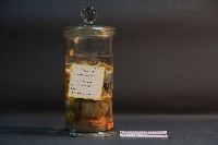 臺灣穿山甲的內部器官藏品圖，第4張