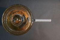 臺灣穿山甲的內部器官藏品圖，第5張
