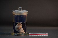 臺灣穿山甲的胎兒在母體內發育過程藏品圖，第1張