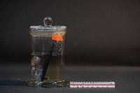 臺灣穿山甲的胎兒在母體內發育過程藏品圖，第2張