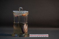 臺灣穿山甲的胎兒在母體內發育過程藏品圖，第4張