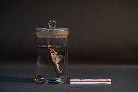 臺灣穿山甲的胎兒在母體內發育過程-2藏品圖，第4張