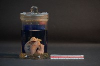 臺灣穿山甲的胚胎藏品圖，第1張