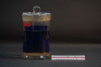 臺灣穿山甲的胚胎藏品圖，第3張