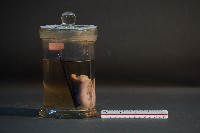 臺灣穿山甲的胚胎藏品圖，第4張