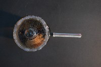 臺灣穿山甲的胚胎藏品圖，第5張