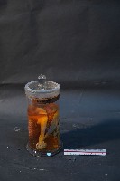 臺灣穿山甲藏品圖，第2張