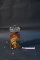 臺灣穿山甲藏品圖，第3張