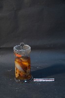 臺灣穿山甲藏品圖，第4張