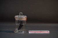 臺灣穿山甲的胎兒在母體內發育過程藏品圖，第2張