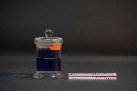 臺灣穿山甲的胎兒在母體內發育過程藏品圖，第3張