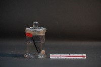 臺灣穿山甲的胎兒在母體內發育過程藏品圖，第4張