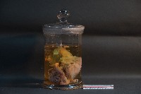 臺灣雌性穿山甲的內部器官(含胚胎)藏品圖，第2張