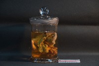臺灣雌性穿山甲的內部器官(含胚胎)藏品圖，第4張