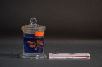 嚙齒類的胚胎藏品圖，第1張