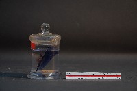 嚙齒類的胚胎藏品圖，第2張