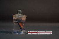 嚙齒類的胚胎藏品圖，第4張