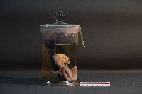 貓的胚胎(環狀胎盤)藏品圖，第3張