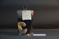 貓的胚胎(環狀胎盤)藏品圖，第4張