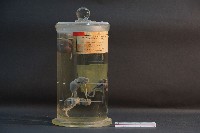 袋鼠之排泄系統藏品圖，第1張