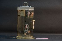 袋鼠之排泄系統藏品圖，第2張