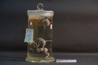袋鼠之排泄系統藏品圖，第3張