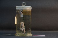 袋鼠之排泄系統藏品圖，第4張