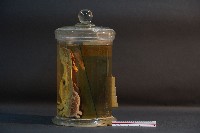 家犬(頭部縱切面)藏品圖，第3張