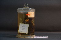 家犬(頭部縱切面)藏品圖，第4張