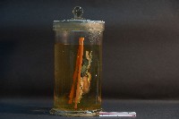 哺乳類胃及肝藏品圖，第4張
