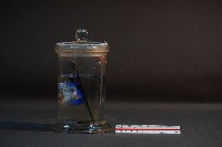 哺乳類的子宮與胚胎藏品圖，第2張