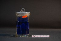 哺乳類的子宮與胚胎藏品圖，第3張