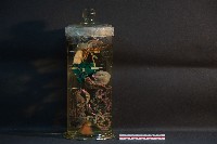 兔的消化系統藏品圖，第1張