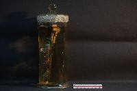 兔的消化系統藏品圖，第2張