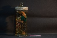 兔的消化系統藏品圖，第3張