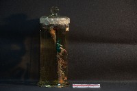 兔的消化系統藏品圖，第4張