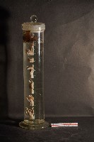 犬之咽喉藏品圖，第2張