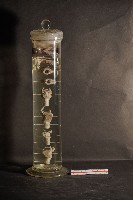 犬之咽喉藏品圖，第3張