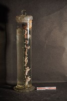 犬之咽喉藏品圖，第4張