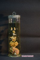犬耳之解剖藏品圖，第1張